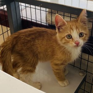 Strawberry, Baby Male Domestic Short Hair