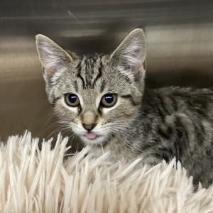 Tigeress, Baby Female Domestic Short Hair