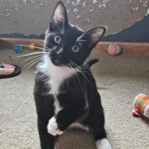 Johnny Cash, Baby Male Domestic Short Hair