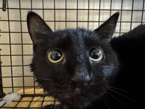 Emmaline Domestic Short Hair Cat