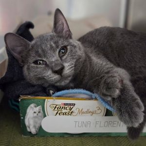 Nimbus, Baby Male Domestic Short Hair