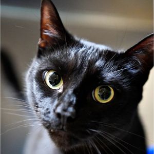 Joe Black, Adult Male Domestic Short Hair