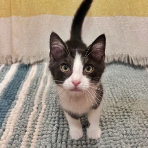 Stanley, Baby Male Domestic Short Hair
