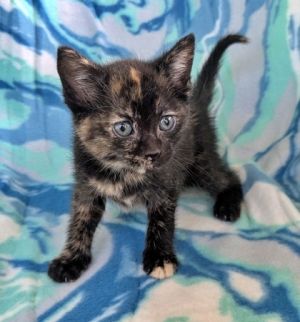 Lisa, Baby Female Domestic Short Hair