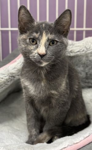 Paige, Baby Female Domestic Short Hair