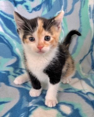 Selma, Baby Female Domestic Short Hair