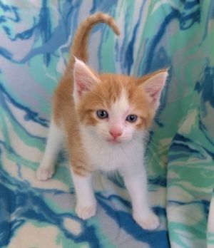 Milhouse, Baby Male Domestic Short Hair