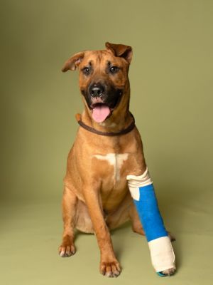 Scooby Mixed Breed Dog
