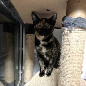 Smudgey, Adult Female unknown
