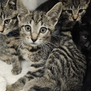 Nadia, Baby Female Domestic Short Hair