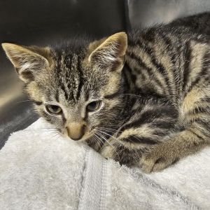 Nash, Baby Male Domestic Short Hair