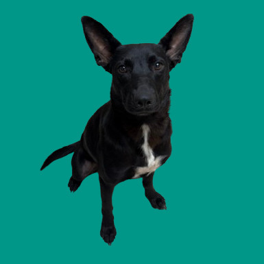 TUSC-Stray-80957