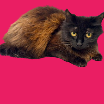 TUSC-Stray-80938