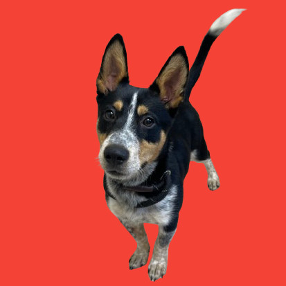 TUSC-Stray-80936