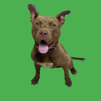 TUSC-Stray-80955