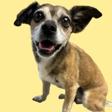 TUSC-Stray-80962