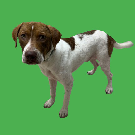 TUSC-Stray-80956