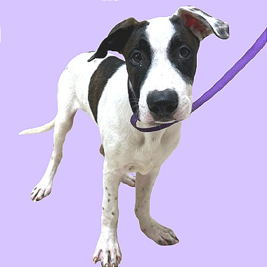 TUSC-Stray-80961