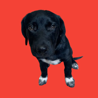 TUSC-Stray-80876
