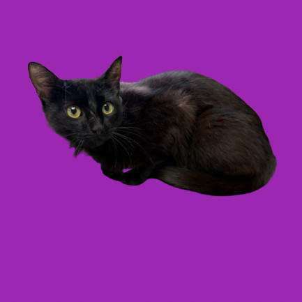 TUSC-Stray-80937