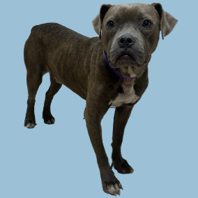 TUSC-Stray-80960