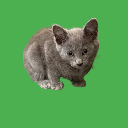 TUSC-Stray-80941_2