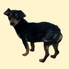 Oscar