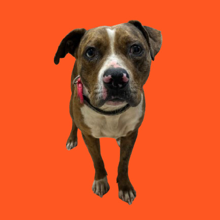 TUSC-Stray-80953