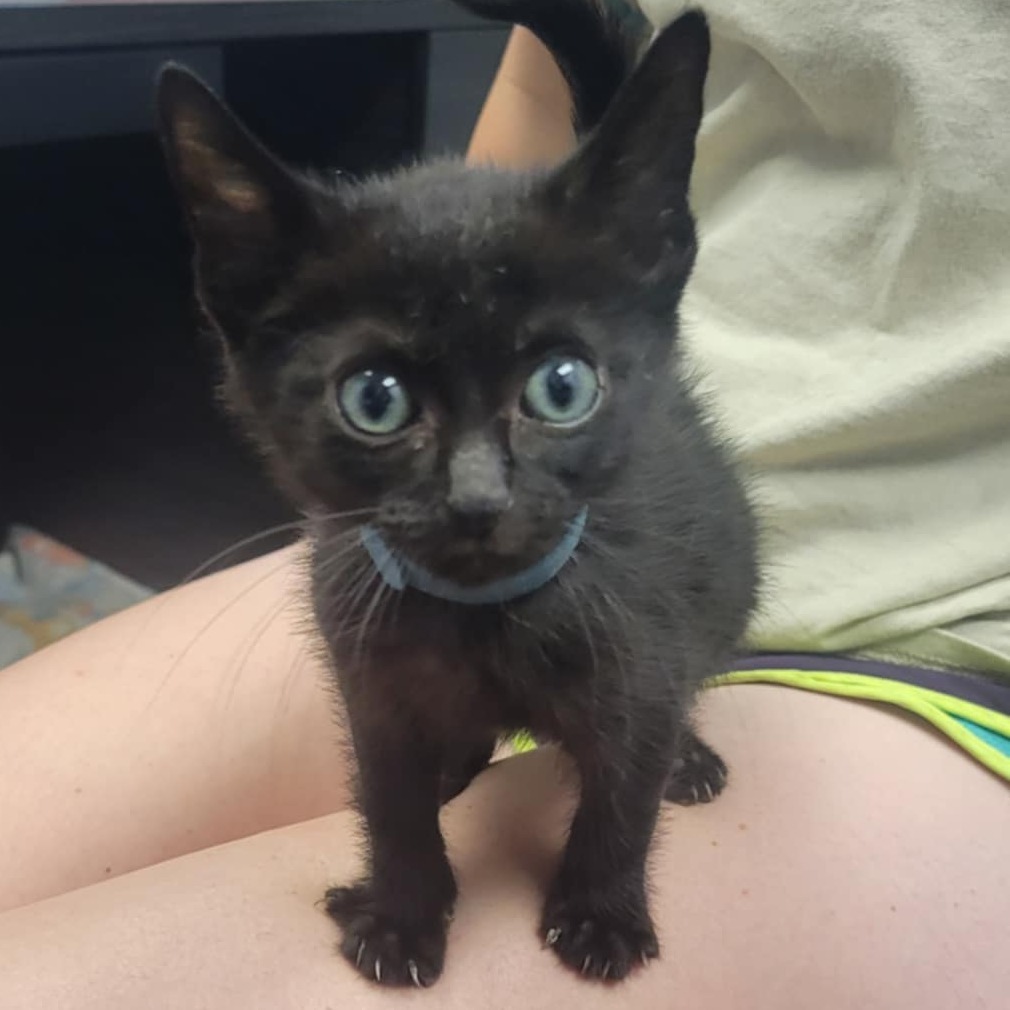 Seth, an adoptable Domestic Short Hair in Tuscaloosa, AL, 35401 | Photo Image 1