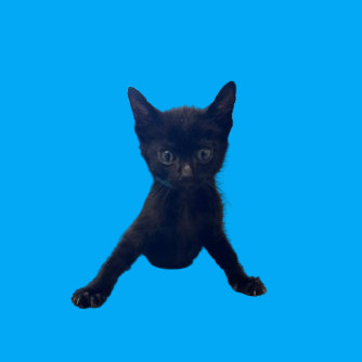 Seth, an adoptable Domestic Short Hair in Tuscaloosa, AL, 35401 | Photo Image 2