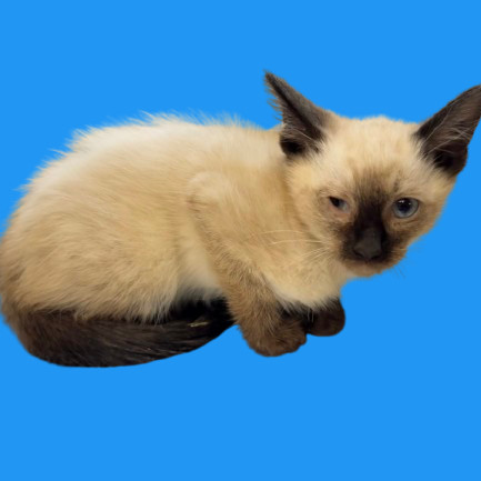 TUSC-Stray-80941