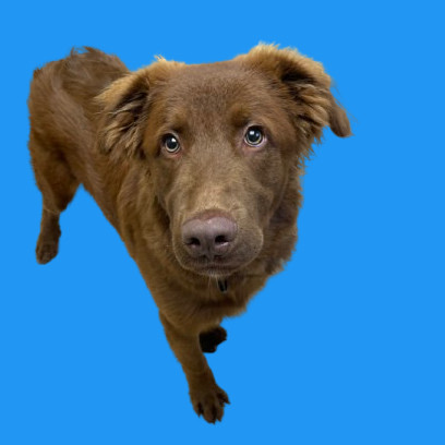 TUSC-Stray-80948