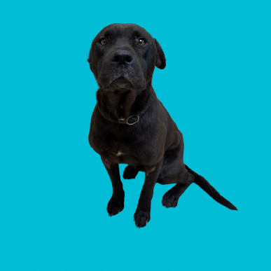 TUSC-Stray-80949