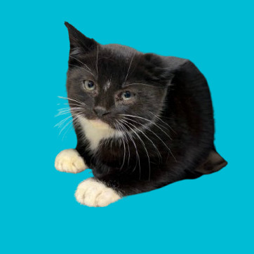 TUSC-Stray-80939