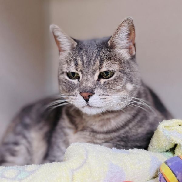 Pet Image