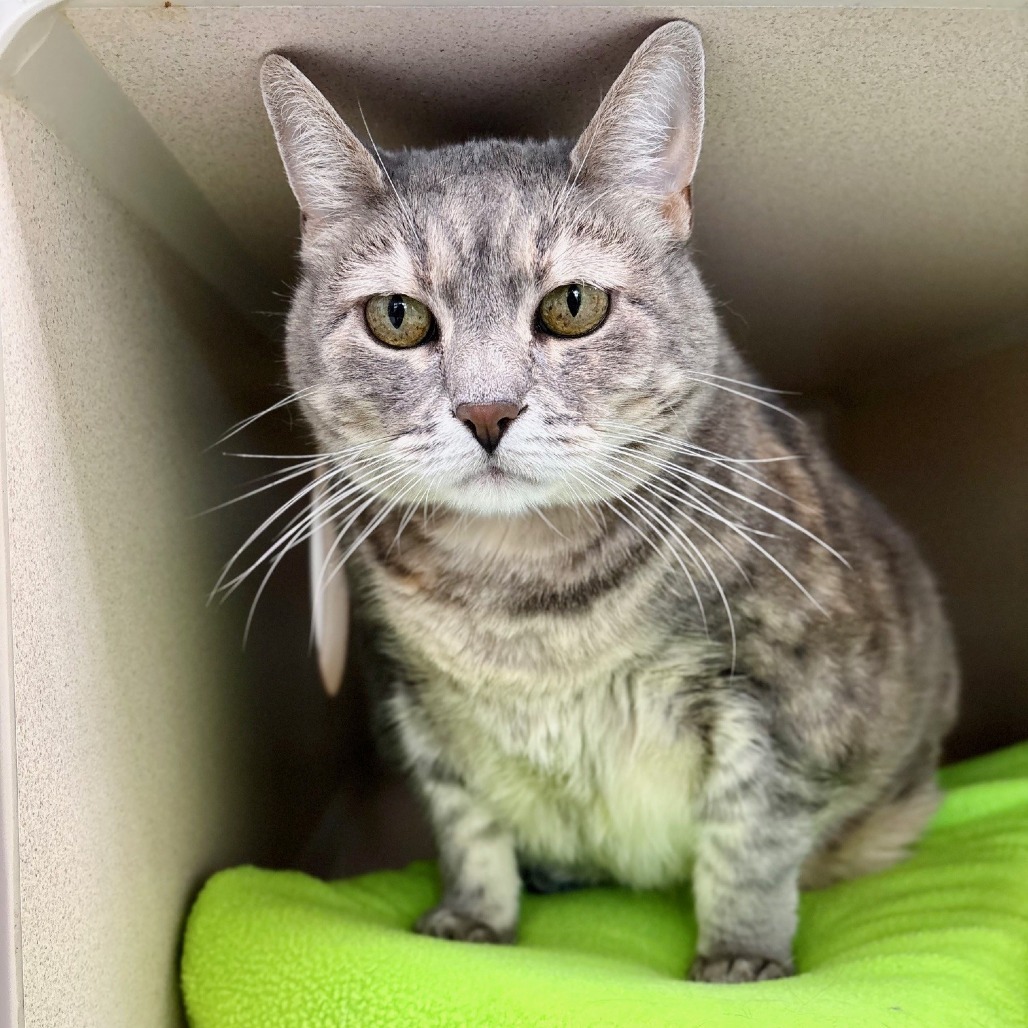 Lemon, an adoptable Domestic Short Hair in Great Falls, MT, 59404 | Photo Image 2
