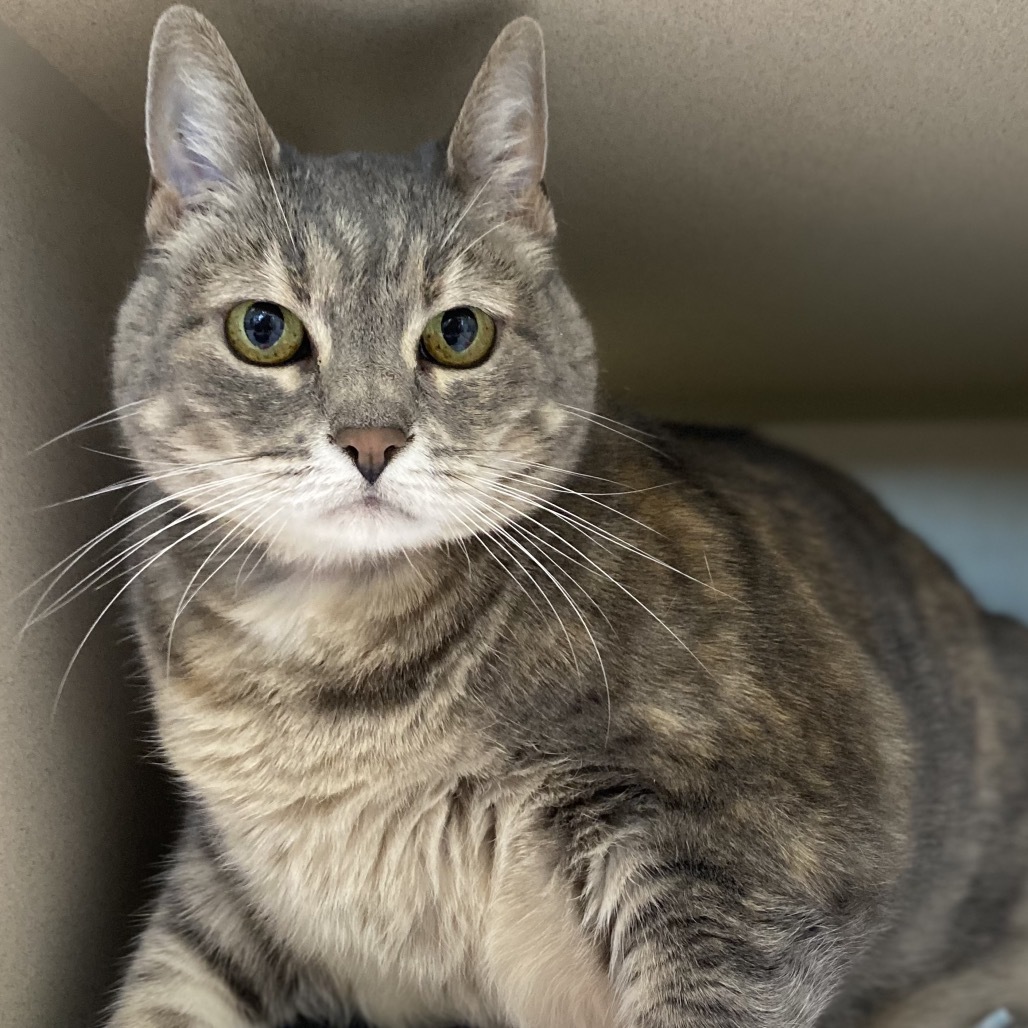 Lemon, an adoptable Domestic Short Hair in Great Falls, MT, 59404 | Photo Image 3