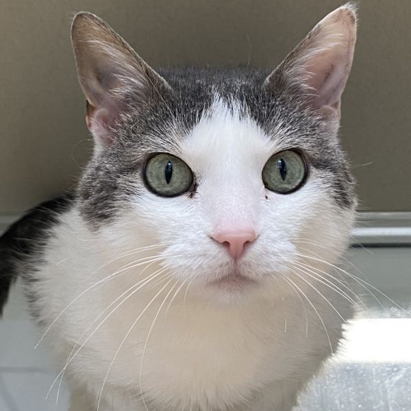 Pet Image
