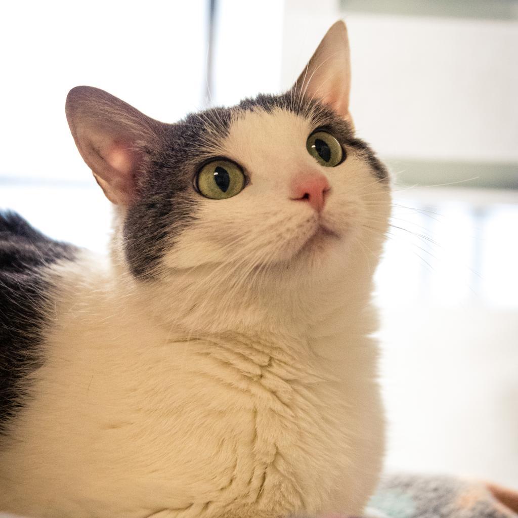 Seven, an adoptable Domestic Short Hair in Great Falls, MT, 59404 | Photo Image 1
