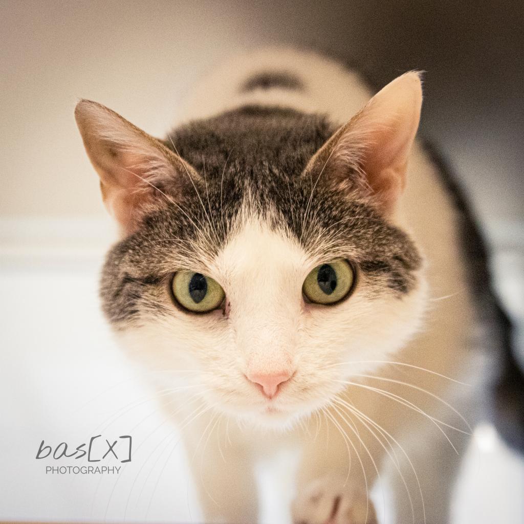 Seven, an adoptable Domestic Short Hair in Great Falls, MT, 59404 | Photo Image 2