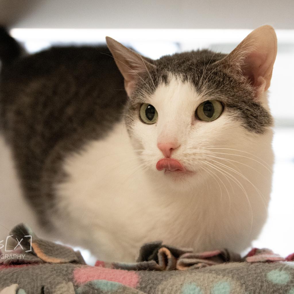 Seven, an adoptable Domestic Short Hair in Great Falls, MT, 59404 | Photo Image 3