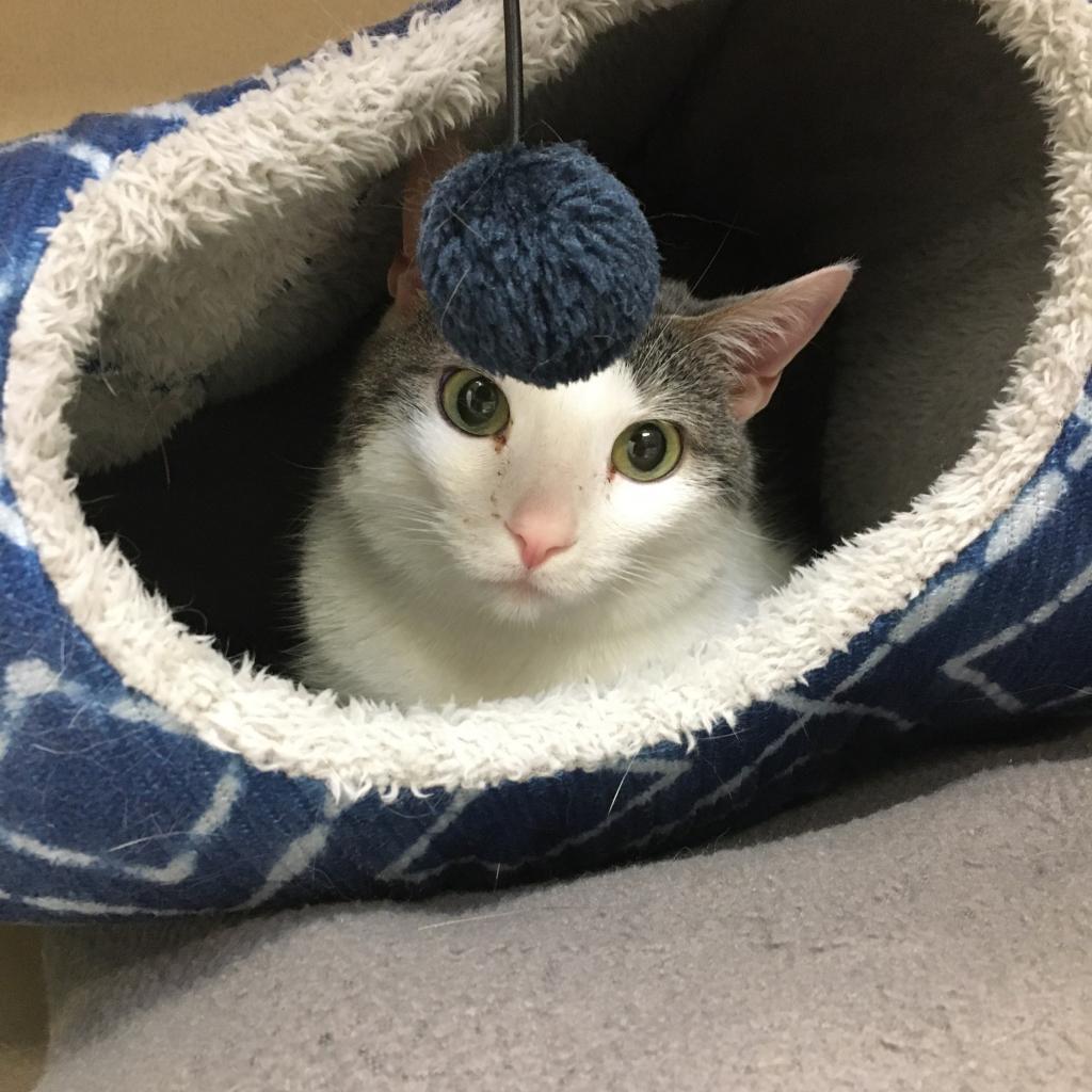 Seven, an adoptable Domestic Short Hair in Great Falls, MT, 59404 | Photo Image 4