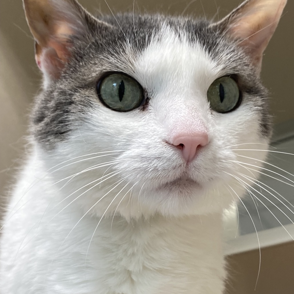 Seven, an adoptable Domestic Short Hair in Great Falls, MT, 59404 | Photo Image 5