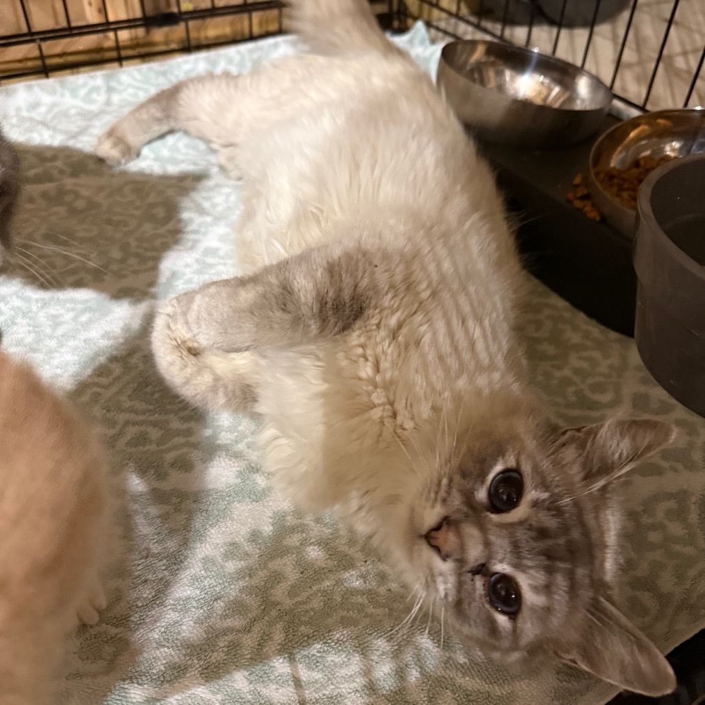 Stef, an adoptable Siamese, Ragdoll in Hedgesville, WV, 25427 | Photo Image 1
