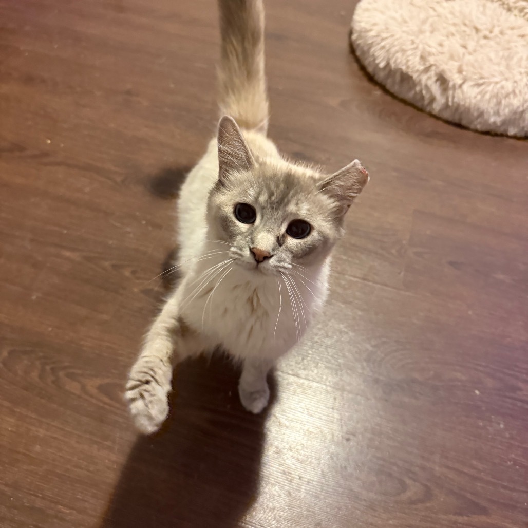 Stef, an adoptable Siamese, Ragdoll in Hedgesville, WV, 25427 | Photo Image 1
