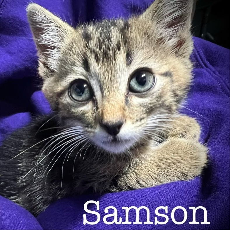 Samson