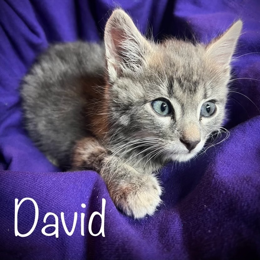 David