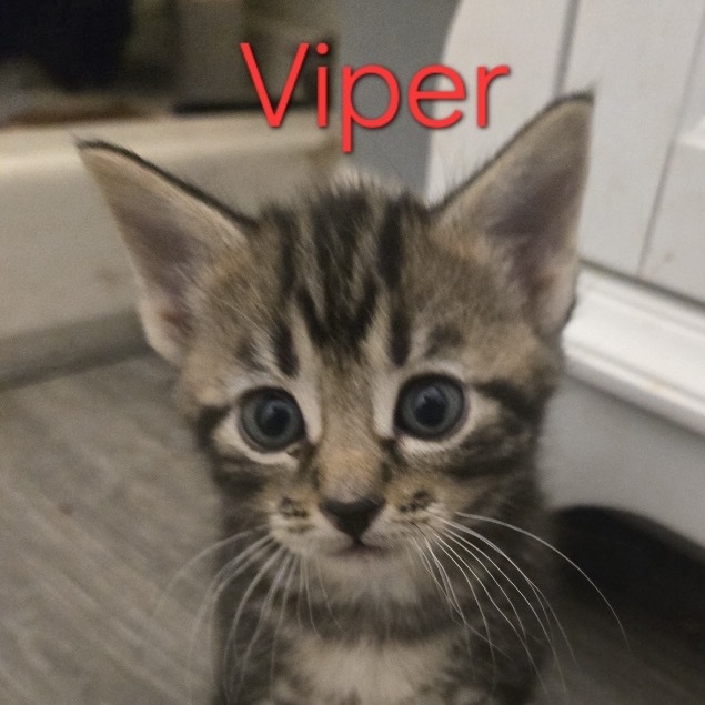 Viper