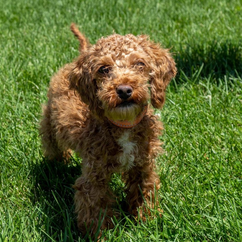 Murphy