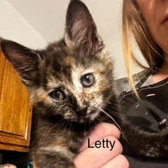Letty